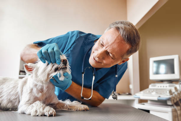 Best After-Hours Dental Trauma Care in Marfa, TX